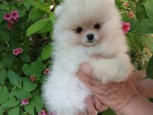 Pomeranian kutsikad