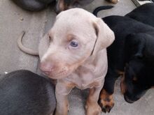 Dobermanni kutsikad