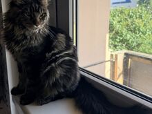 Maine Coon, poiss
