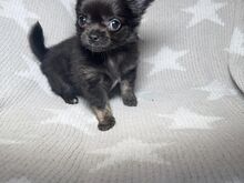 Chihuahua Kutsikad | Kennelklubis Registreeritud