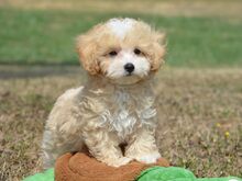 Maltipoo kutsikad