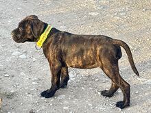 Cane Corso