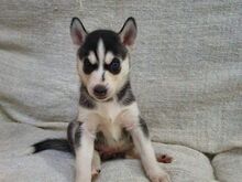 Siberi husky kutsikad