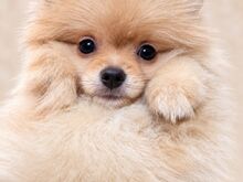 POMERANIAN SPITS