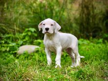 Argentiina dogi/dogo argentino