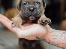 Cane Corso kutsikad
