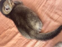 Котята, кошечка, котёнок,