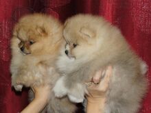 Pomeranian kutsikad