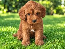 MALTIPOO KUTSIKAD