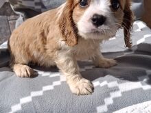 Cavalier King Charles spanjeli kutsikad!