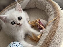 Шотландские прямоухие котята