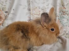 Львиноголовые карликовые кролики