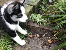 Siberi husky kutsikad