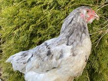 Ameraucana noor kukk