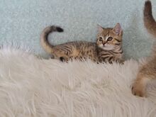 Британский короткошерстный котёнок-мальчик