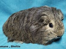 Tõu merisead- Sheltie, Coronet