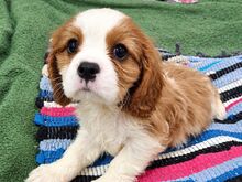Cavalier King Charles spanjeli kutsikad!
