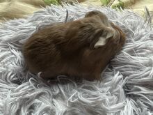 Merisiga