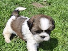 Ideaalsed Shih Tzu kutsikad
