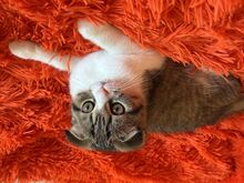 Scottish Fold kassipoeg