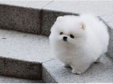 Pomeranian kutsikad