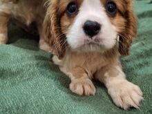 Cavalier King Charles spanjeli kutsikad!