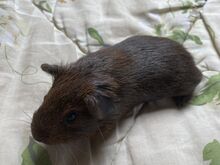 Isane merisiga