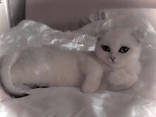 Scottish fold