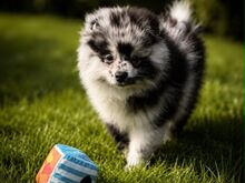 Pomeranian Spitz