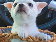 Chihuahua kutsikad