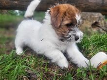 Jack Russell terjeri kutsikapoiss (FCI/LKF)