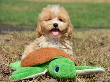 Maltipoo kutsikad