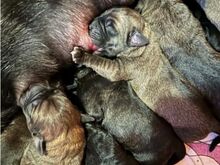 Cane Corso kutsikad