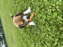 Beagle kutsikas