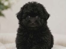 Pomopoo
