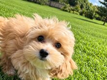 Maltipoo isane kutsikas