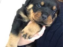 Rottweileri kutsikad