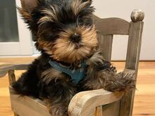 Two Adorable Yorkie puppies