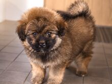 Pomopoo