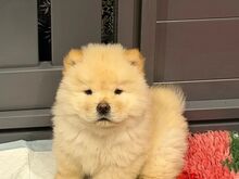 Chow-chow