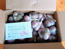 Talvine küüslauk