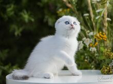 Sinisilmne Scottish Fold poiss