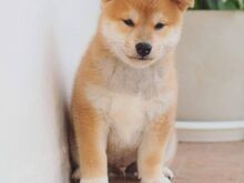 Jaapani shiba inu
