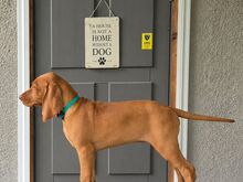 Vizsla / Ungari lühikarvalise linnukoera kutsikad