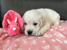 Golden Retriever Puppies Available