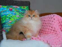 Briti kassipoeg SUPERHIND