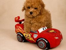 Maltipoo