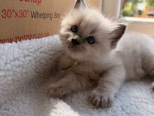 Imeilus Gccf ragdoll kassipoeg