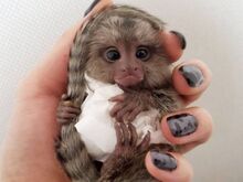 Müüa ja lapsendada marmoset-ahve
