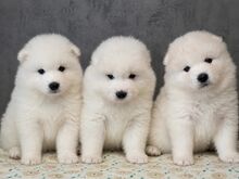 SAMOYED